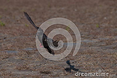 Pigeon and his shadow Stock Photo