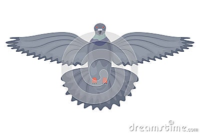 Pigeon. Image of a flying pigeon bottom view. City bird. The pigeon flapped its wings. Vector illustration isolated on a Vector Illustration