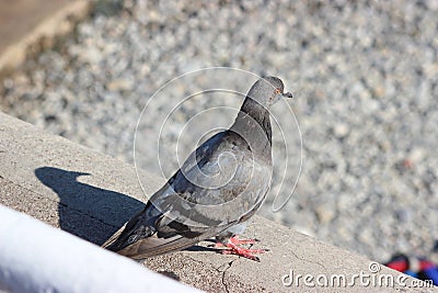 Pigeon and its shadow Stock Photo