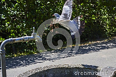 A pigeon just start flying from the edge of a stone well Stock Photo