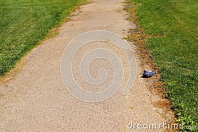 Pigeon laying on an asphalt path Stock Photo