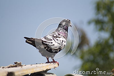 Pigeon on a ledge Stock Photo