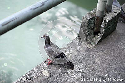 Pigeon Life Stock Photo