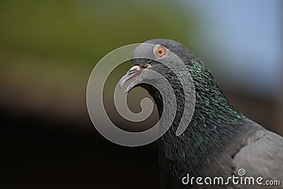 The pigeon looking forward with open beak. it seems the bird wants to speak something Stock Photo