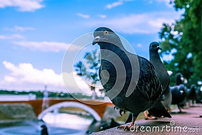 Pigeon looking straight into the camera. Stock Photo