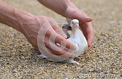 Pigeon Nestling Bird white on sand and Man Hands Stock Photo