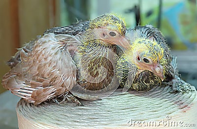 Pigeon nestling little Stock Photo