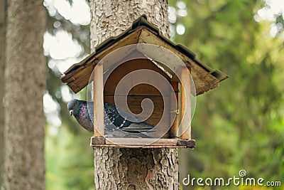 Pigeon is in an open bird house. Bird protection and care Stock Photo