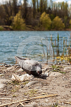 Pigeon pecks garbage Stock Photo