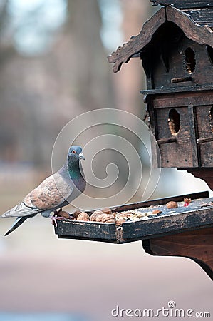 Pigeon pecks nuts Stock Photo