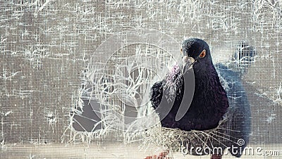 Pigeon peeks into a torn mosquito net. Columba livia Stock Photo