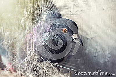 Pigeon peeks into a torn mosquito net. Columba livia Stock Photo