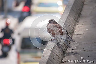 City Pigeon Perched on Cement Surface in the City over Traffic Stock Photo