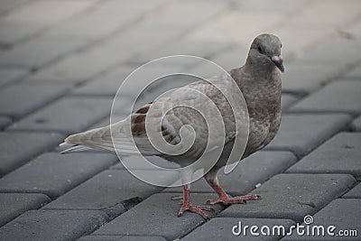 The pigeon alone. Stock Photo