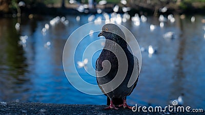 Pigeon perched on a ledge overlooking a tranquil body of water Stock Photo