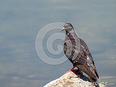 Pigeon perched on a stone against the blue waters of a lake Stock Photo