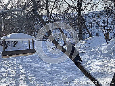 Pigeon perched on the Tree branche Stock Photo