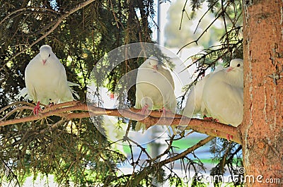 Pigeon perching on the branch and catching some branches of tree for preparing his nest, bac Stock Photo