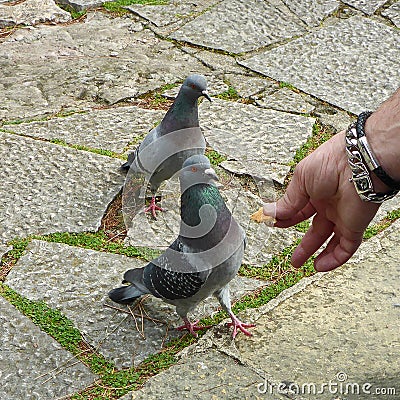 A pigeon in doubt Stock Photo