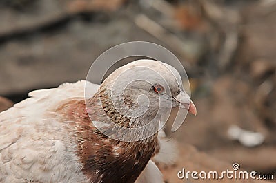 Pigeon in a relaxing moment Stock Photo