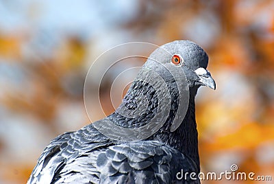 Pigeon Stock Photo