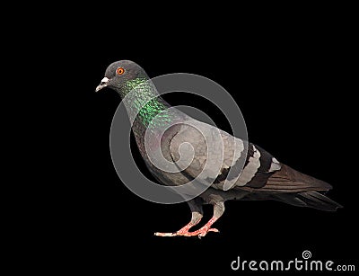 Pigeon Stock Photo