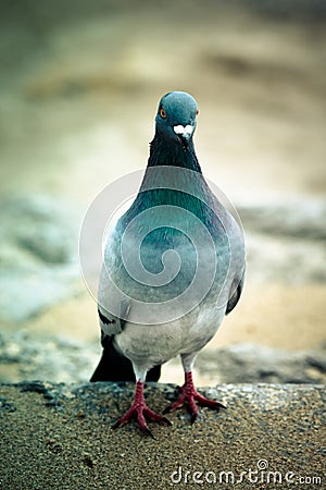 Pigeon rocky unturned. Shallow depth of field Stock Photo
