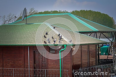 Pigeon on roof of house. The gray beautiful feral pigeon standing on roof. Behind it is the sky background is beautiful Stock Photo