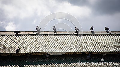 pigeons that are perched on the roof Stock Photo