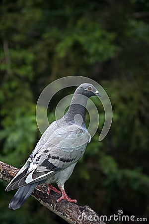 Homing Pigeon Roosting on a Rail Fence Stock Photo