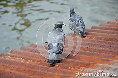 Pigeon on rusty galvanized roof near the canal Stock Photo