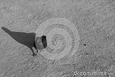 Pigeon on the sand. Falling shadow with a silhouette/ Stock Photo