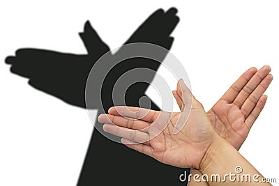 Pigeon shadow hand Stock Photo