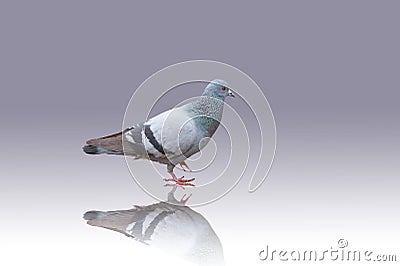 Pigeon and shadow Stock Photo