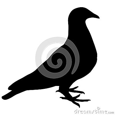 Pigeon silhouete isolated on white background Stock Photo