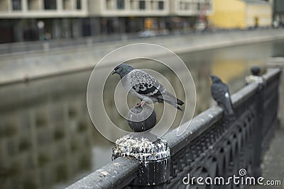 Pigeon sits on river fence. Pigeon on river embankment. Bird in City Stock Photo