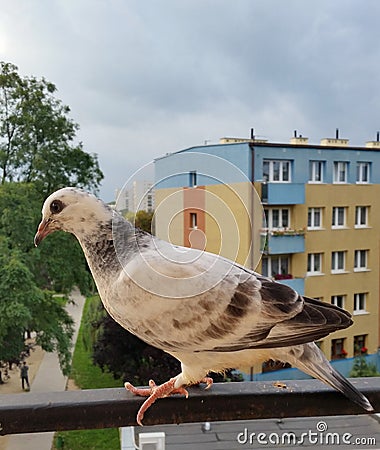 Pigeon 2 Stock Photo