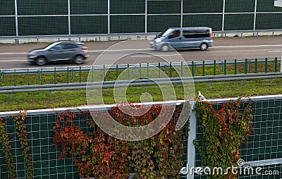 Pigeon sitting on a barrier protecting against noise generated by car traffic. Highway Stock Photo
