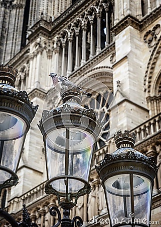 Pigeon sitting on a lamp in the background of the main facade of Notre Dame de Paris Stock Photo