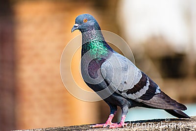 Pigeon on a ledge poses Stock Photo