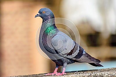 Pigeon sitting on a ledge of my terrace Stock Photo