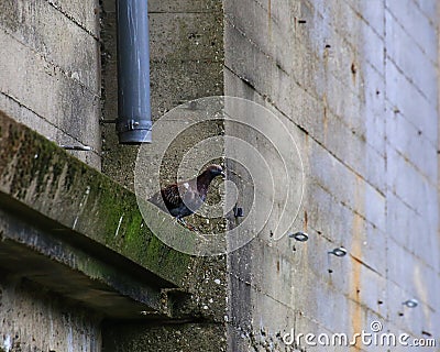 Pigeon sitting on ledge at a weathered concrete building Stock Photo