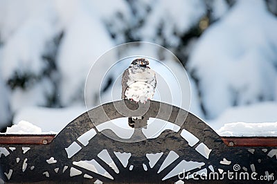 Pigeon sitting on a metal bird ornament Stock Photo