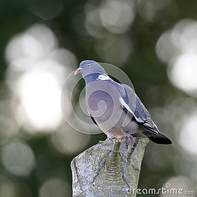 Pigeon Stock Photo