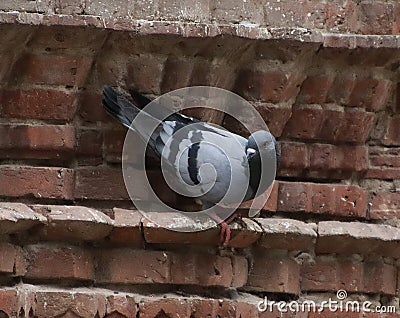 pigeon sitting on a wall and looking Stock Photo