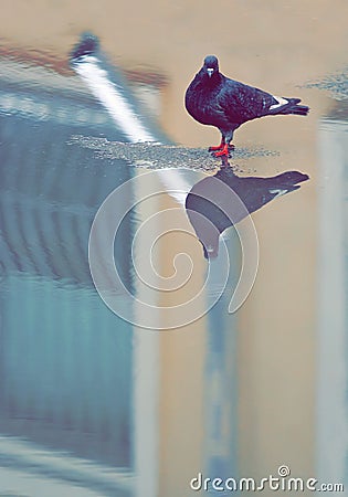 Pigeon in the middle of a puddle looking at his own reflection Stock Photo