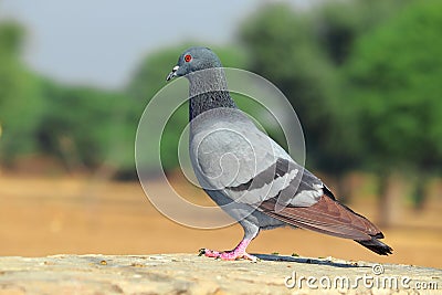 A pigeon stands in the open Stock Photo