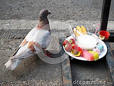 A Pigeon and Food of Sacrifice Stock Photo