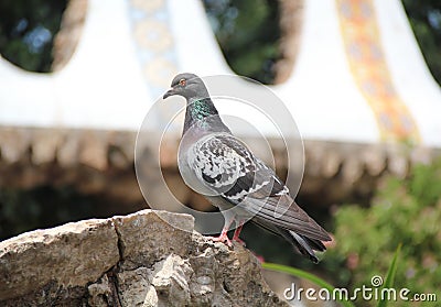 Pigeon on a stone Stock Photo