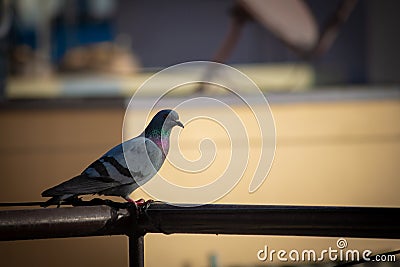 Pigeon on the terrace hand rail, Bangalore, India Stock Photo